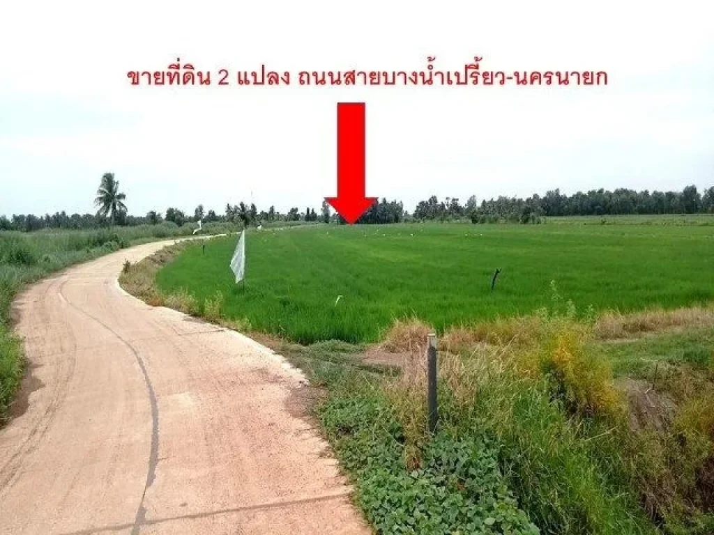 ขายที่ดิน 2 แปลงติดกัน เนื้อที่ 5 ไร่ 3 งาน 28 ตรว