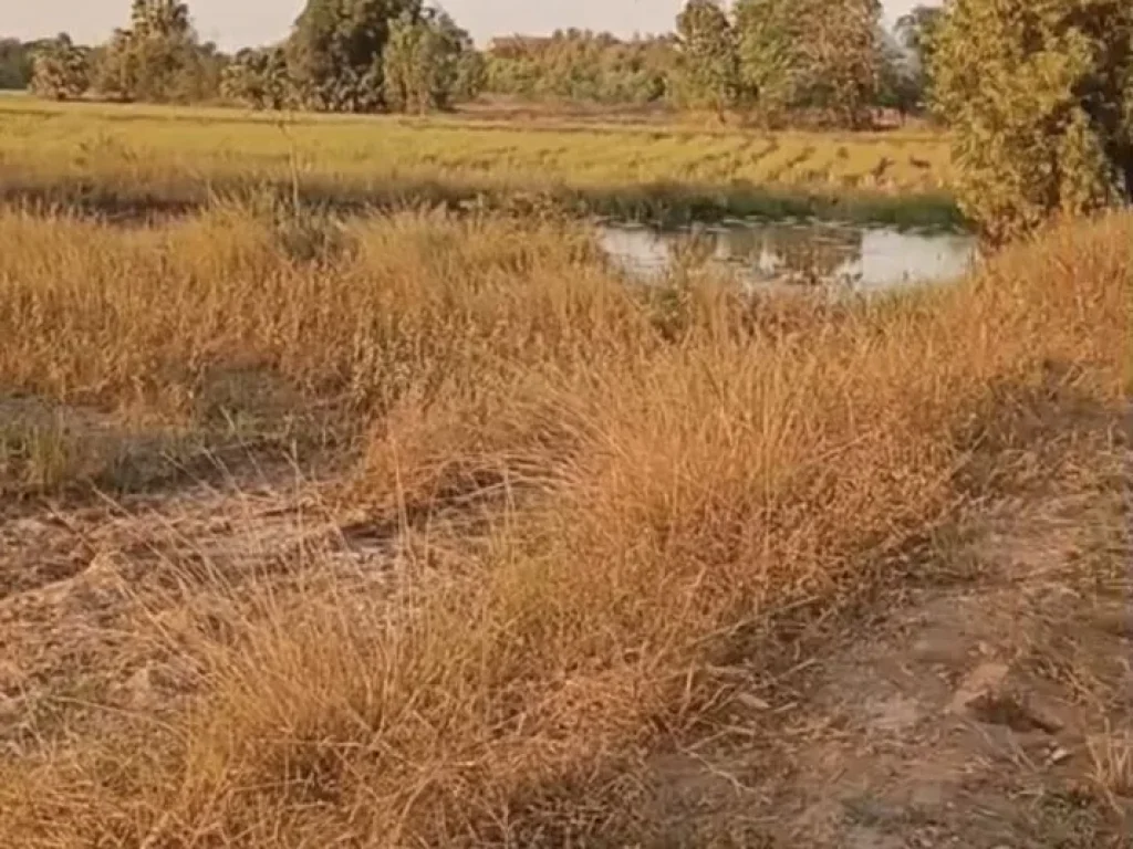 ที่ดินสำหรับนักลงทุน สร้างบ้านขาย จัดสรร แบ่งแปลง รีสอร์ท