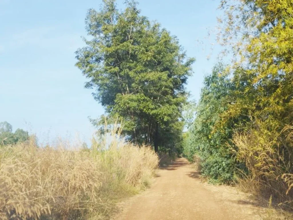 ขายที่ดิน 36-3-60 ไร่ ตอีสานสามัคคี อหนองไผ่ จเพชรบูรณ์