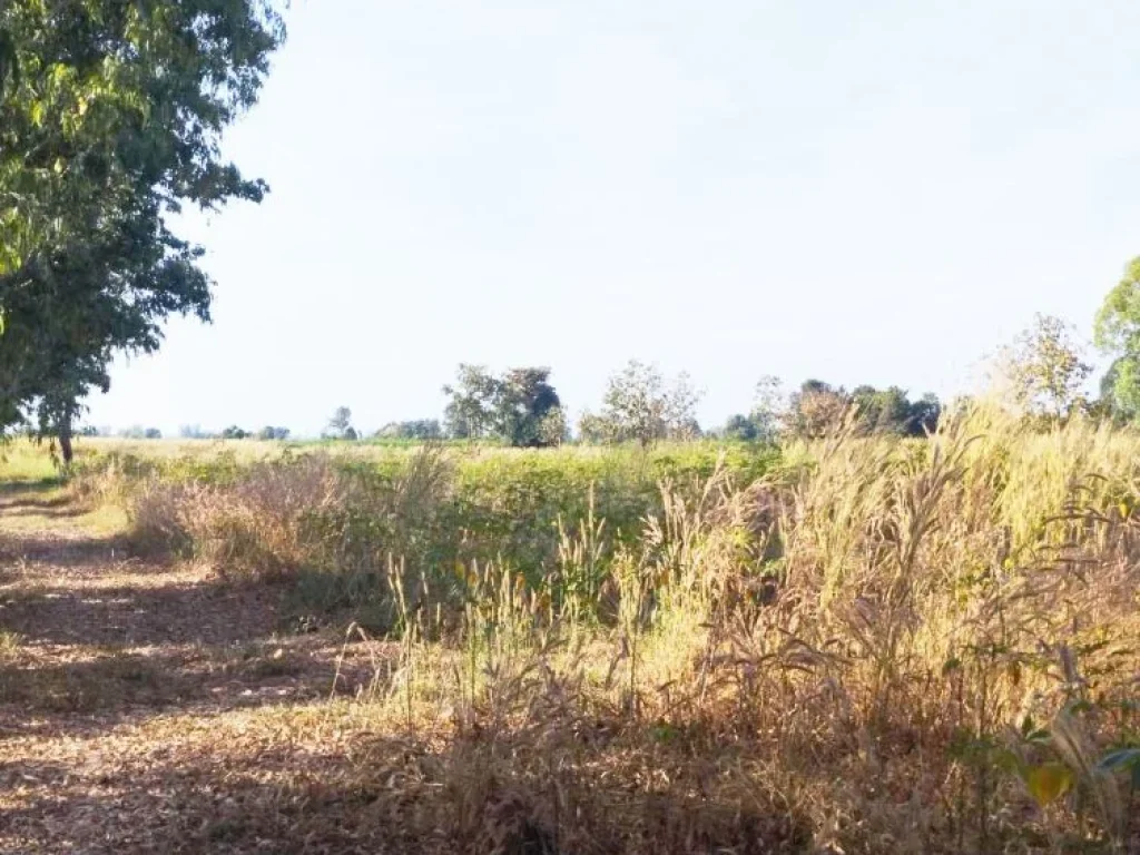 ขายที่ดิน 36-3-60 ไร่ ตอีสานสามัคคี อหนองไผ่ จเพชรบูรณ์