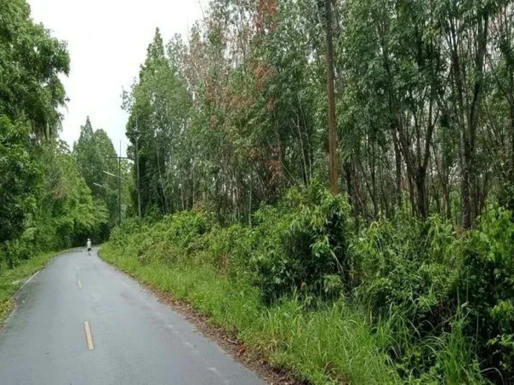 ขายที่ดิน ร่อนพิบูลย์ ถนนร่อนพิบูลย์ ควนพัง ร่อนพิบูลย์