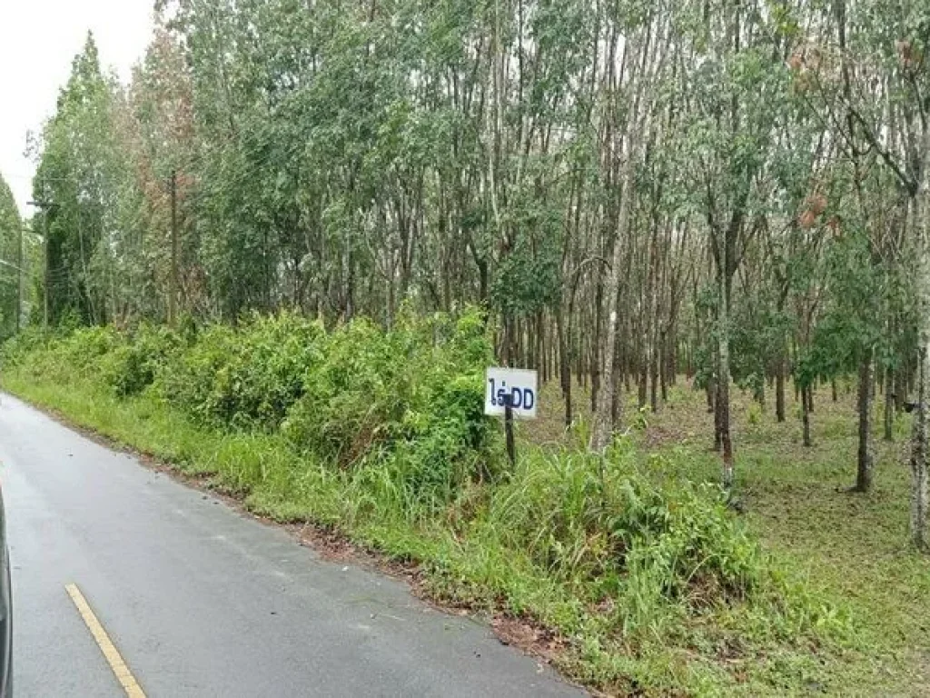 ขายที่ดิน ร่อนพิบูลย์ ถนนร่อนพิบูลย์ ควนพัง ร่อนพิบูลย์