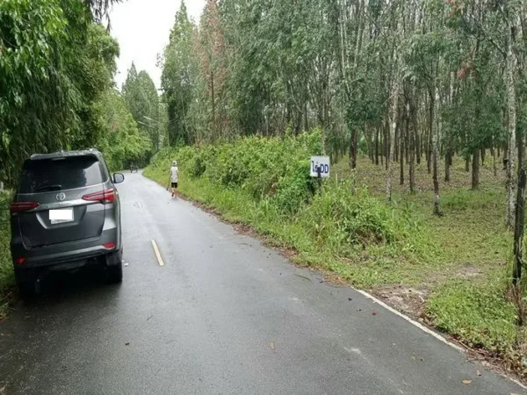 ขายที่ดิน ร่อนพิบูลย์ ถนนร่อนพิบูลย์ ควนพัง ร่อนพิบูลย์