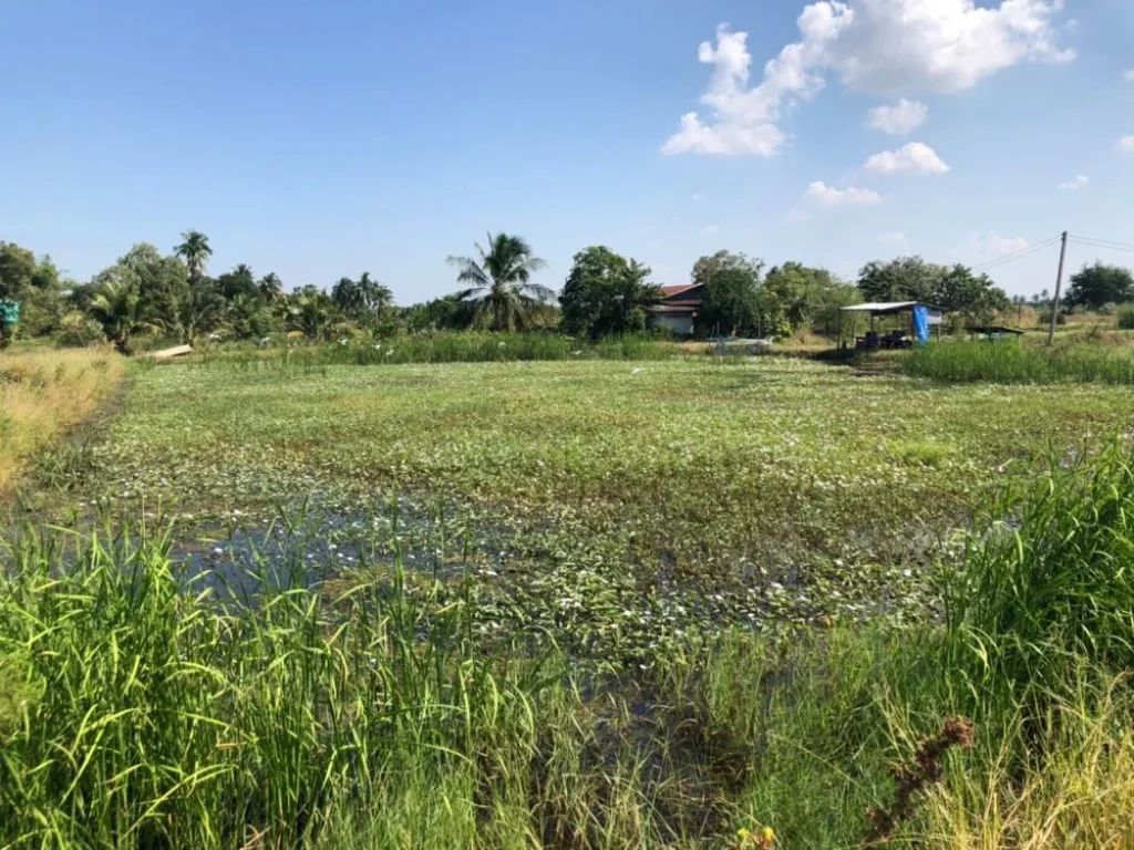 ที่ดินใกล้ตัวเมืองฉะเชิงเทรา ราคาเพียง 1 ล้านบาทต่อไร่