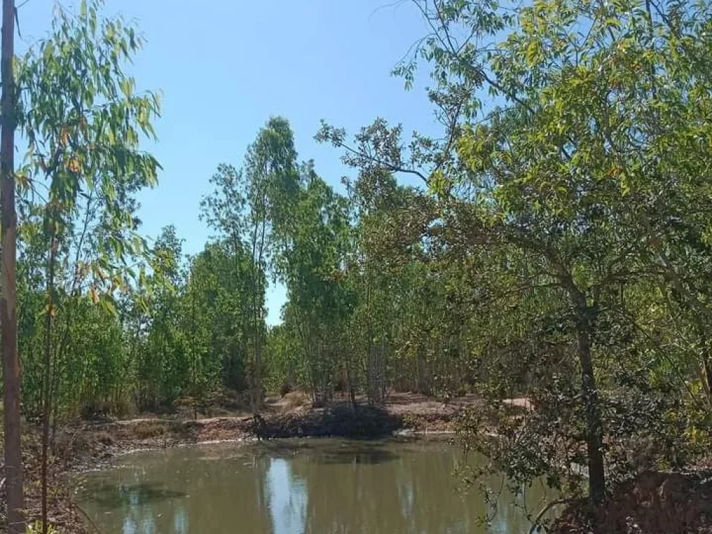 ที่ดินแปลงสวย ราคาถูก หน้าติดถนนหลัก หมายเลข 24 อนางรอง