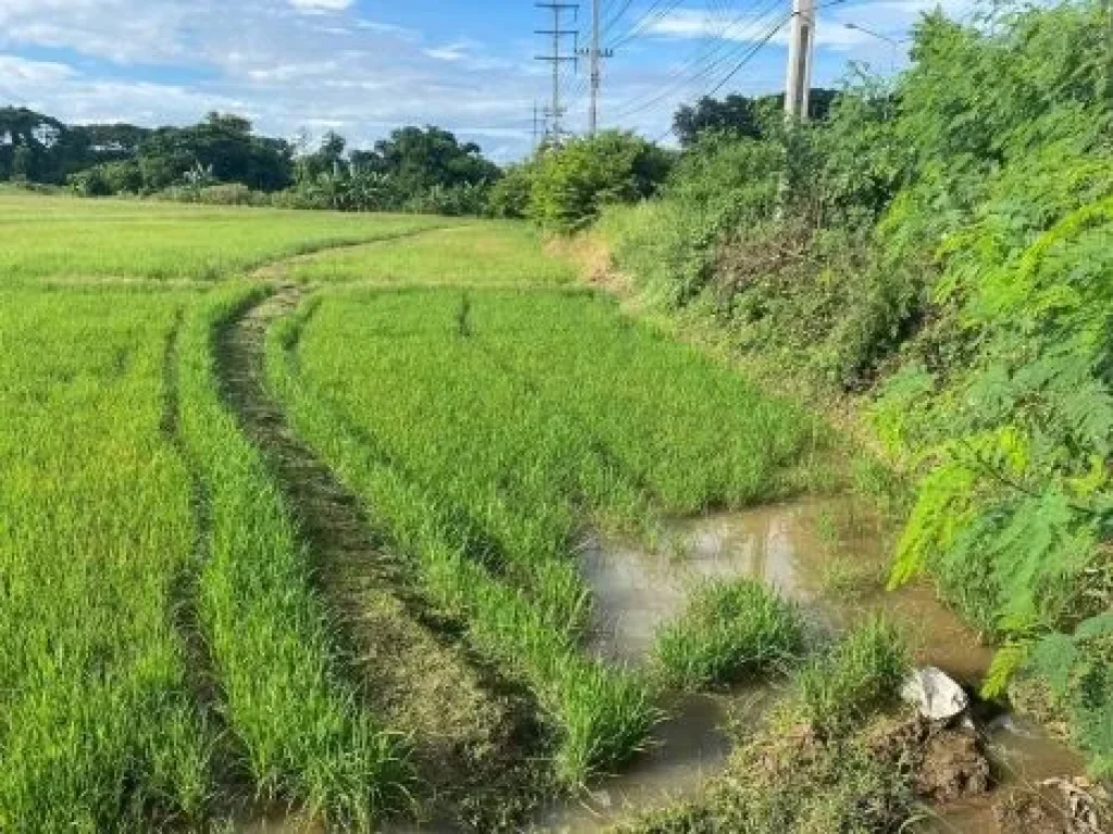 ขายที่ดินน่าน ติดถนนใหญ่ ติดคลองชลประทาน ติดทุ่งนา