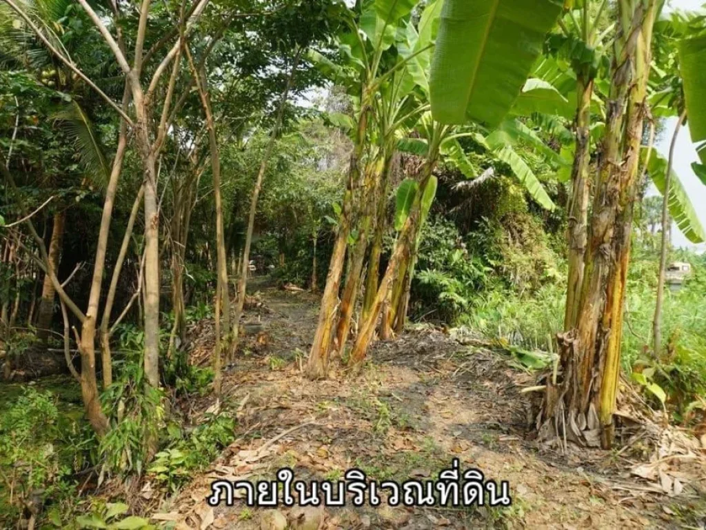 ขายที่ดินติดแม่น้ำท่าจีน สามพราน นครปฐม อยู่ฝั่งตรงข้ามวัดเช