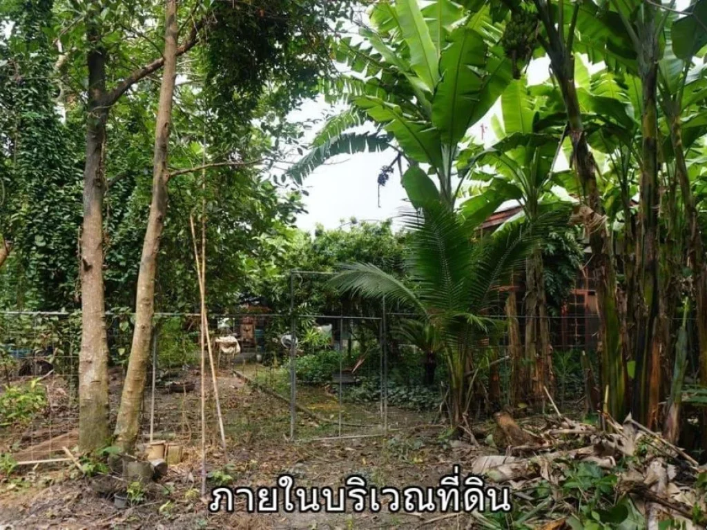 ขายที่ดินติดแม่น้ำท่าจีน สามพราน นครปฐม อยู่ฝั่งตรงข้ามวัดเช