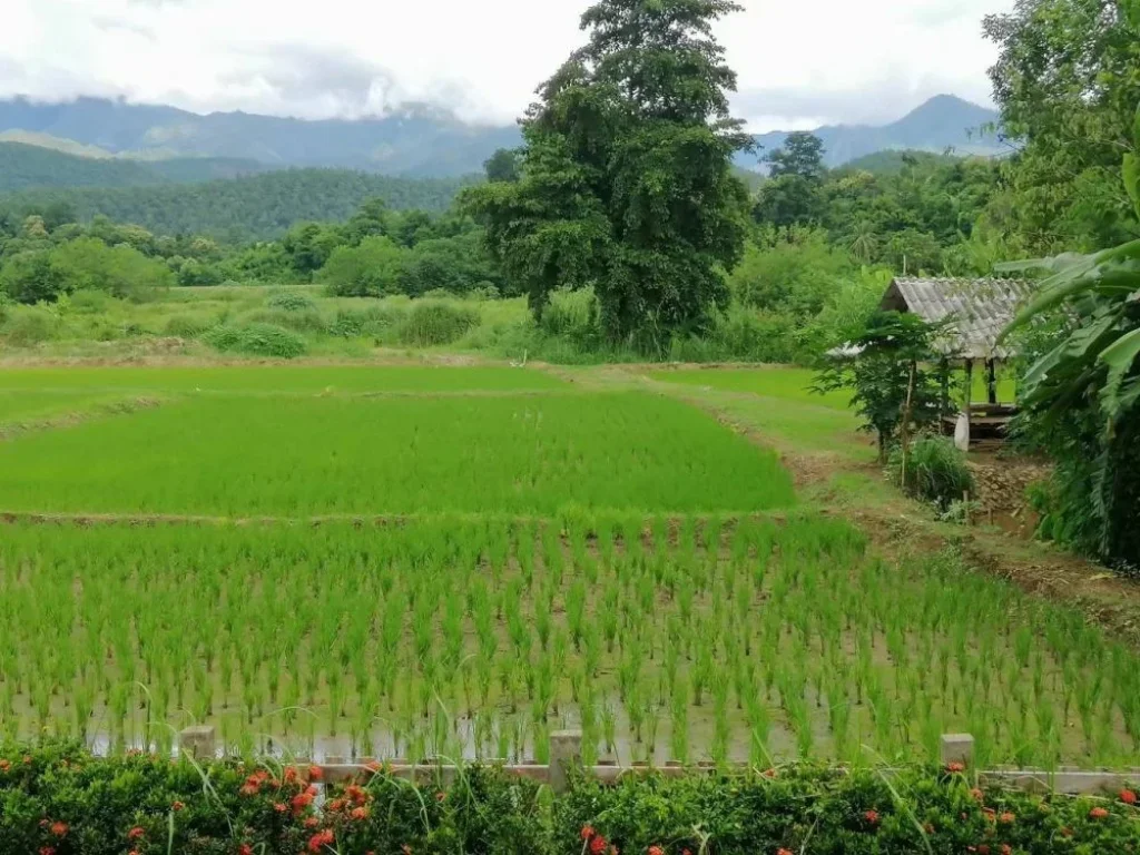 ขาย บ้านพักต่างอากาศสไตล์ยุโรป ท่ามกลางธรรมชาติ ใน อเมือง