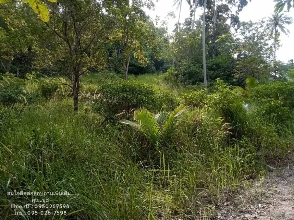 ขายที่ดิน ตบ้านใต้ เกาะพะงัน สุราษฎร์ธานี บ้านค่าย