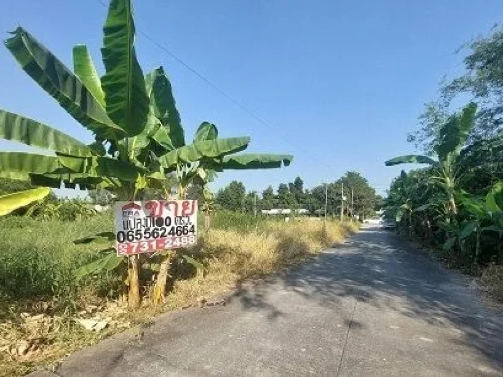 ขายที่ดิน ถนนสุสวาท บึงลาดสวาย คลอง4 ธัญบุรี-ลำลูกกา ปทุมธานี