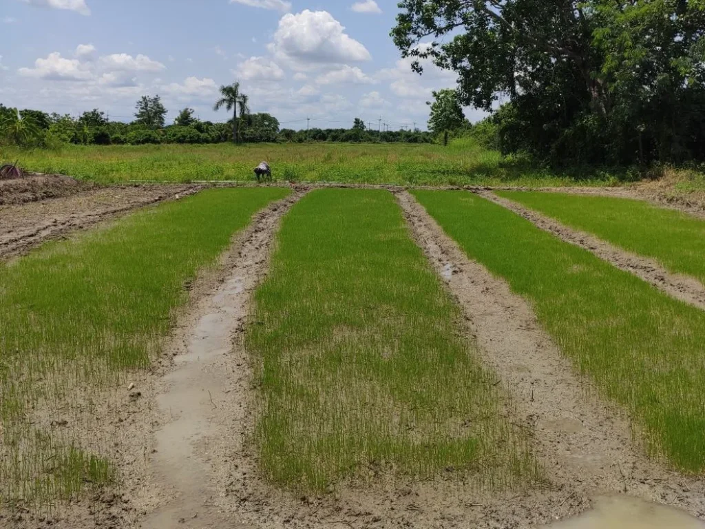 ที่ดินเกษตร มีไฟฟ้า-น้ำบาดาล ตหารแก้ว อหางดง ใกล้เทศบาล-วัด