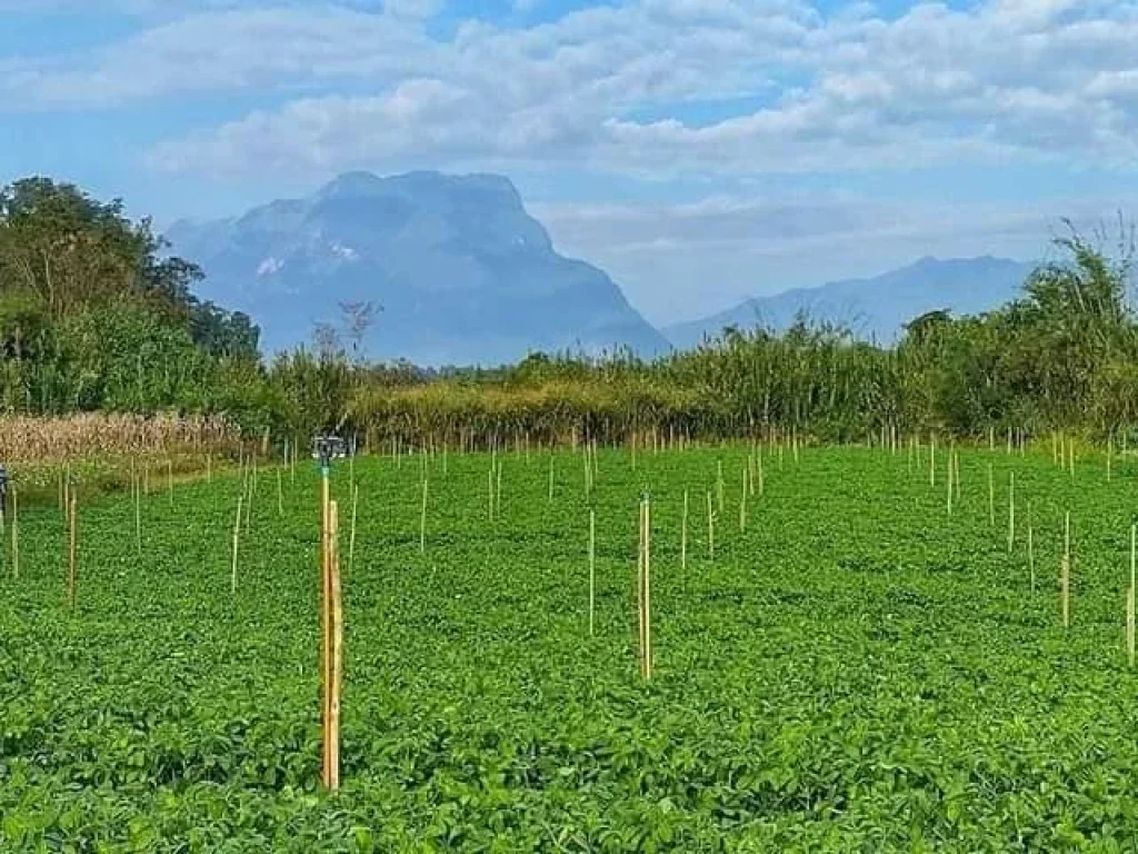 ขายที่ดินเชียงดาววิวดอยหลวงติดลำธารน้ำแหล่งธรรมชาติพร้อมโอน