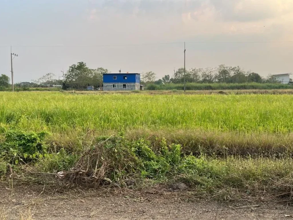 ขายด่วน ที่ดินถูก คลอง 9 เริ่ม 100 ตรว หนองเสือ ปทุมธานี