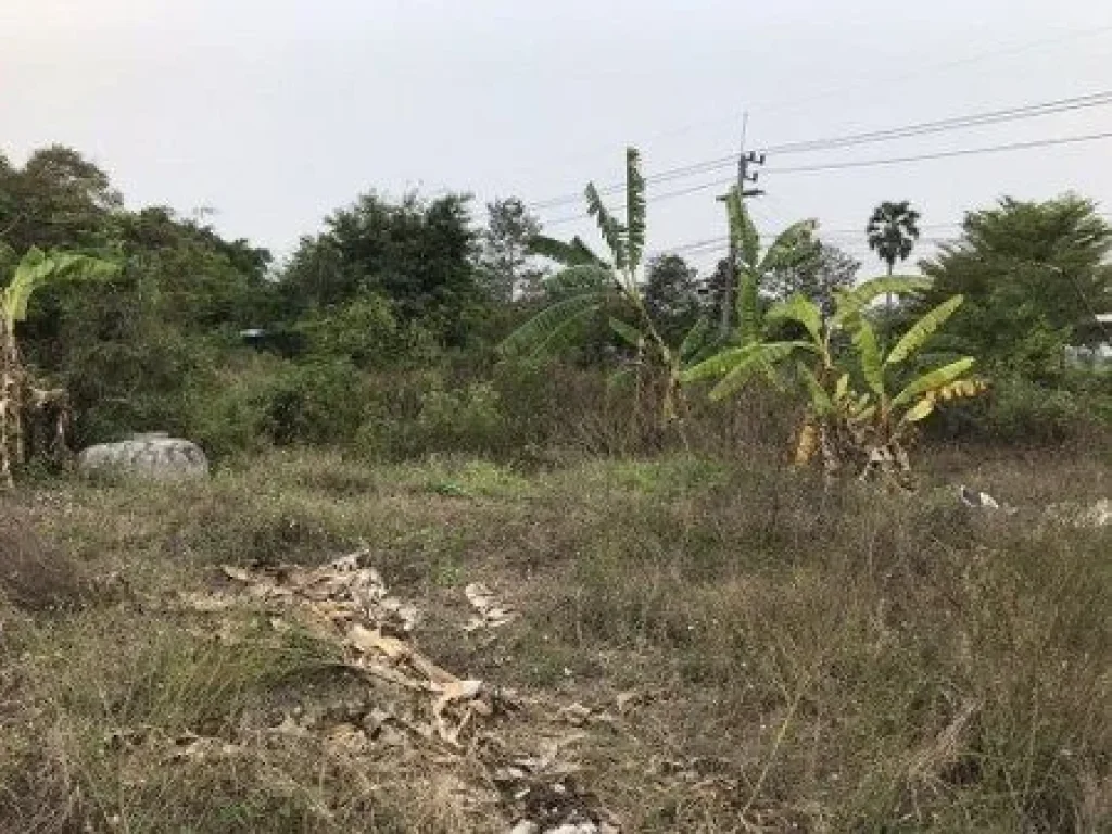 ขายที่ดินติดถนนเลียบคลองสี่ คลองหลวง ปทุมธานี เนื้อที่