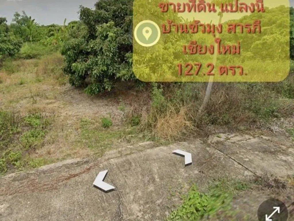 ขายที่ดิน สวนลำใย ตขัวมุง อสารภี เชียงใหม่ ขนาด 1272 ตรว