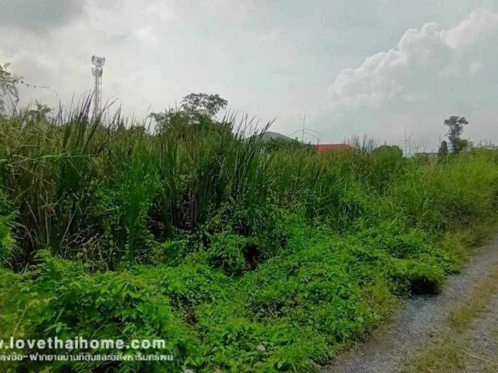 ขายที่ดิน ซวัดส้มเกลี้ยง บางใหญ่นนทบุรี เข้าซอย 100 เมตร