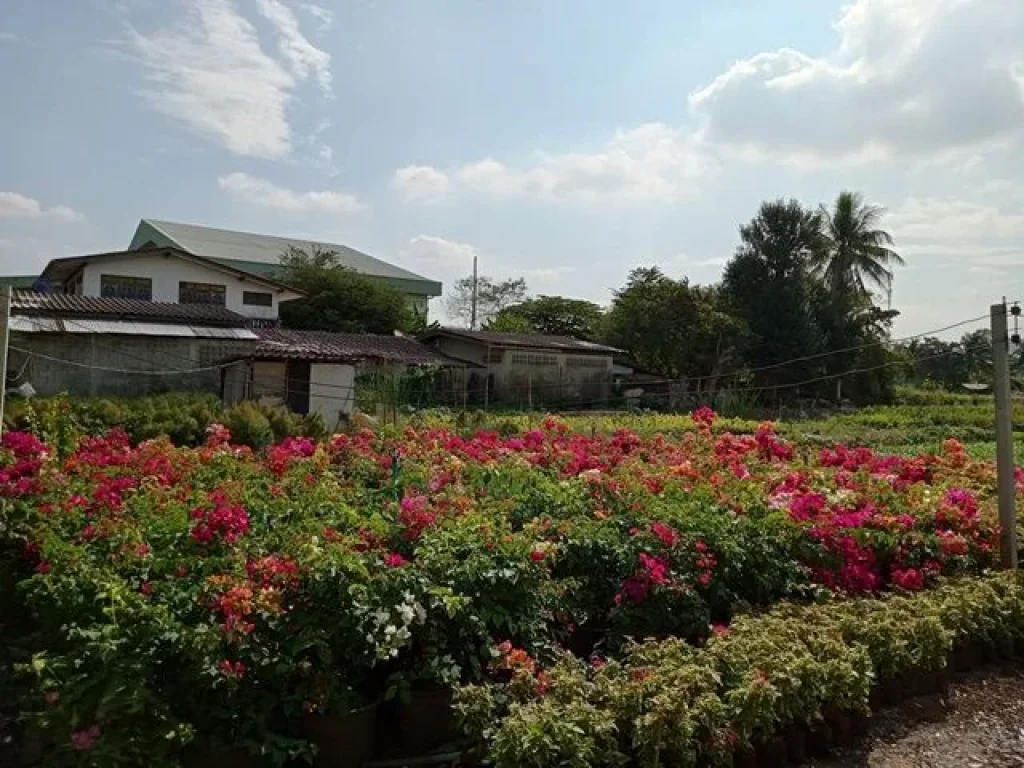 ขายที่ดินสวย ผังเมืองสีม่วงสามารถเข้าปรับปรุงพื้นที่เผื่อใช้