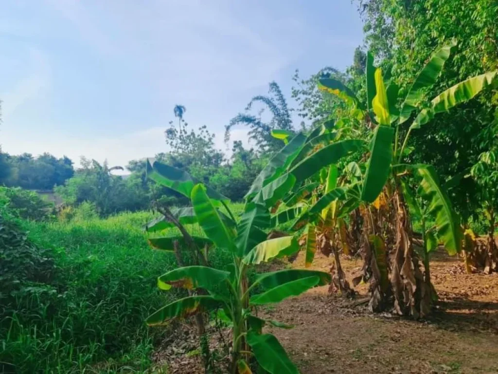 ขายที่ดิน ติดถนนสุขุมวิท สัตหีบ ทำเลดี พร้อมสิ่งปลูกสร้าง