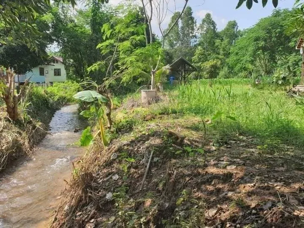 ขายที่สวนวิวดอยหลวงเชียงดาวห่างถ้ำเชียงดาวเพียง 500เมตร