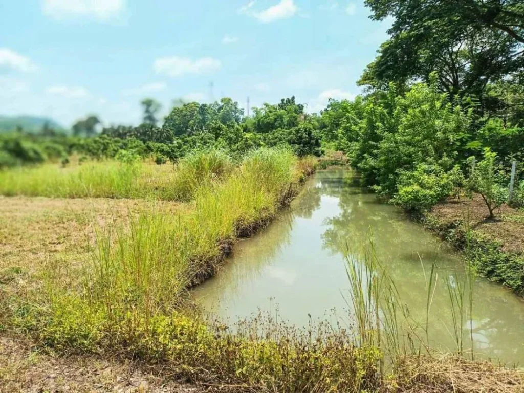 ขายสวนลำใยวิวดอยหลวงเชียงดาวบ้านปิงโค้งโฉนดพร้อมโอน