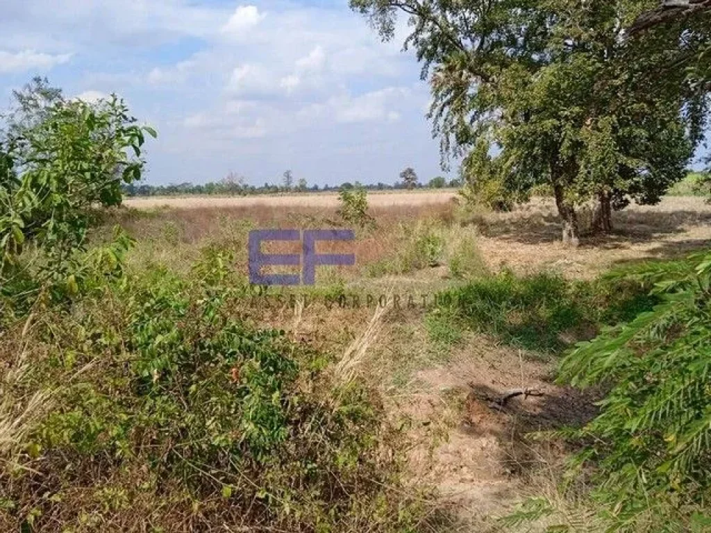 ขายที่ดิน 1ไร่36ตรว บ้านหนองเพชร อำเภอเมือง บุรีรัมย์