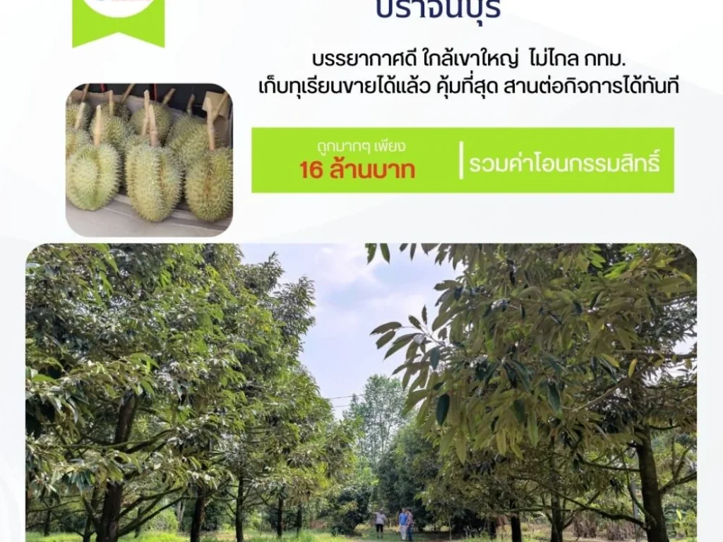 ที่ดินปราจีนบุรี 10 ไร่ พร้อมสวนทุเรียนหมอนทองปลอดสารพิษ 300