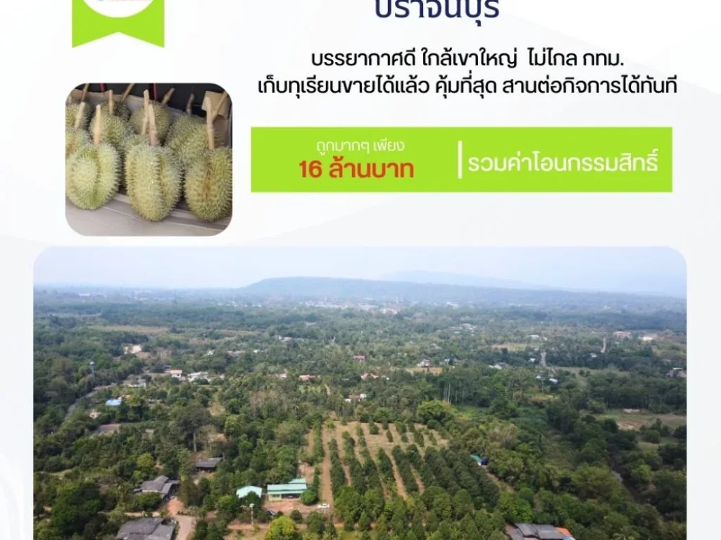 ที่ดินปราจีนบุรี 10 ไร่ พร้อมสวนทุเรียนหมอนทองปลอดสารพิษ 300