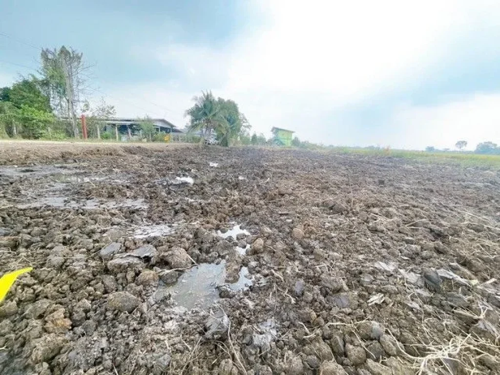 ที่ดิน100 ตรว คลอง7 หนองเสือ ปทุมธานี น้ำไฟถึงแล้ว