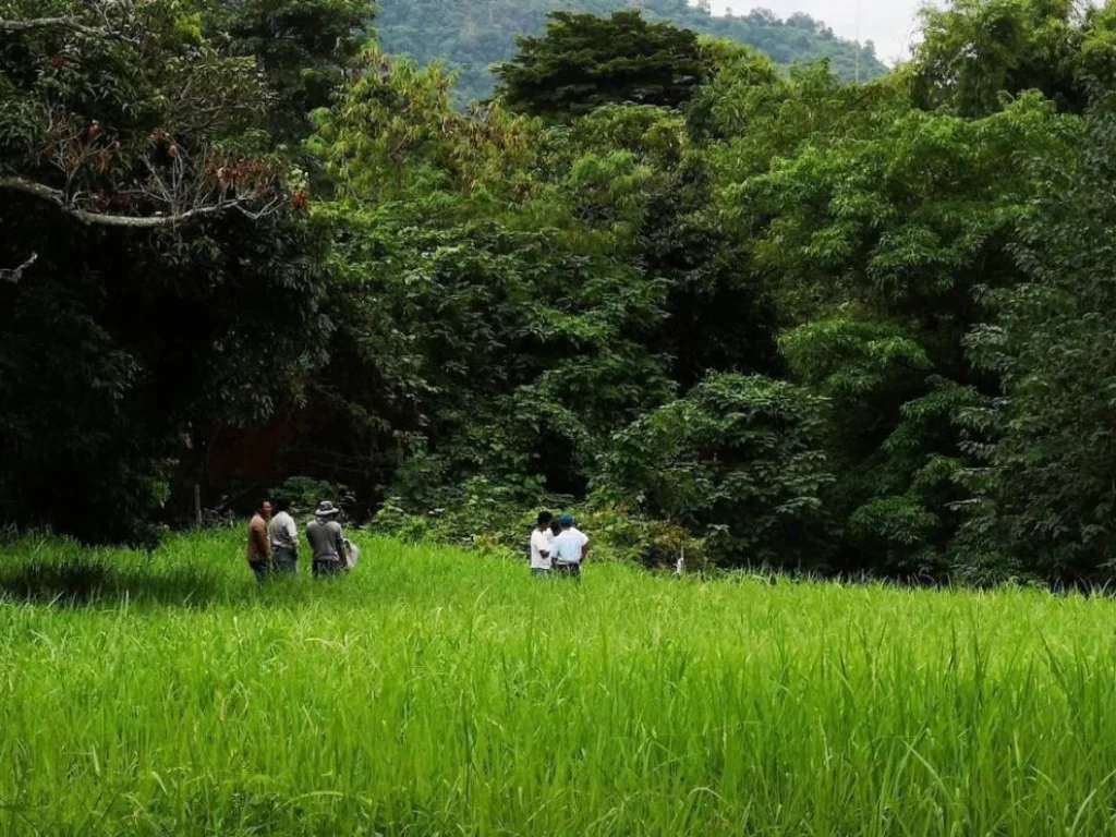 ขายที่ดินเขาใหญ่ หมูสี ปากช่อง ติดถนนธนะรัชต์ ติดน้ำลำตะคลอง