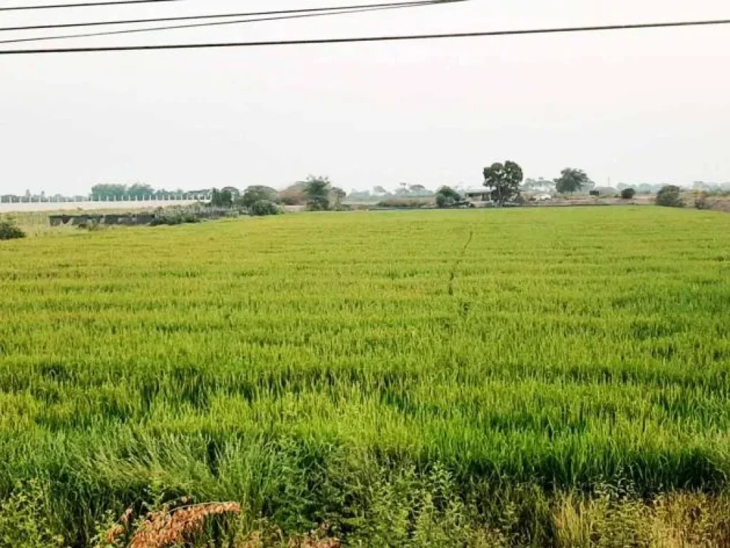 ขายที่ดินติดถนนสุพรรณ-ป่าโมก โคกโคเฒ่า เมืองสุพรรณบุรี