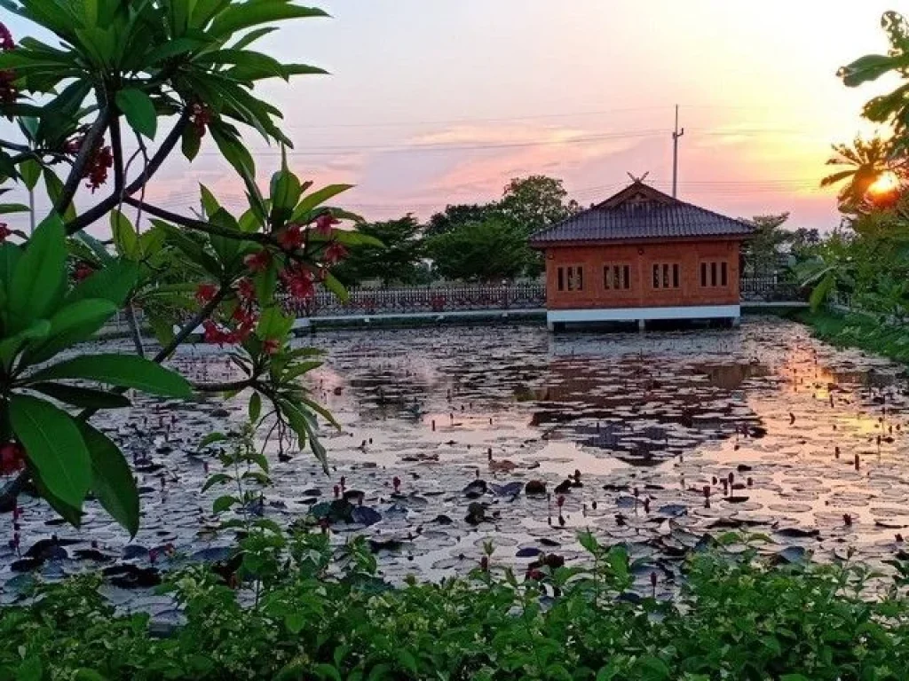 ขายด่วน ที่ดินพร้อมบ้านเรือนไทย ตำบลหนองมะค่าโมง