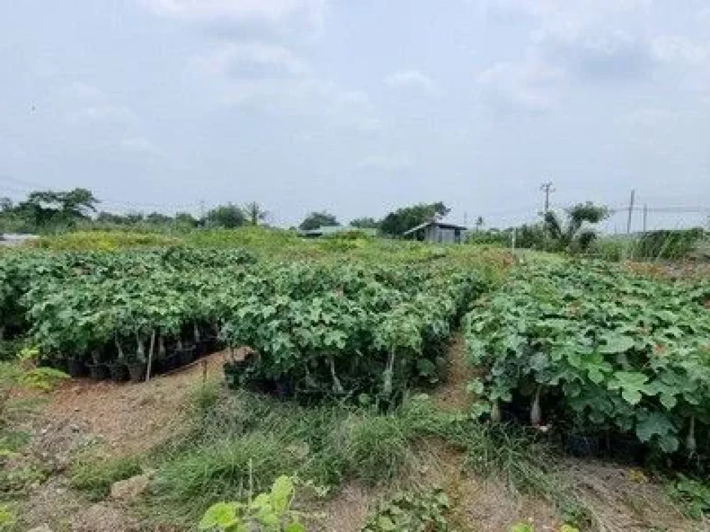 ขายที่ดินถนนเมนบางม่วง-บางคูลัด ซอยวัดพระเงิน 5 ไร่กว่า