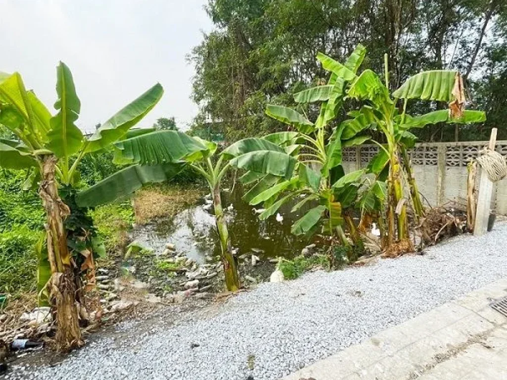 ขายที่ดินเปล่า99ตรว ซสุขี118 ตบางพูน ทำเลดี เดินทางสะดวก