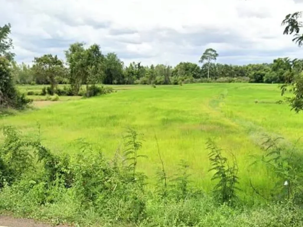 ที่แปลงสวย ราคาถูก โฉนด ติดถนนลาดยาง มีแหล่งน้ำ บุรีรัมย์