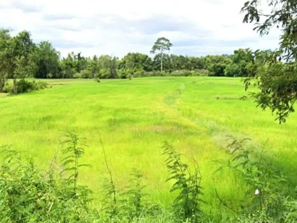 ที่แปลงสวย ราคาถูก โฉนด ติดถนนลาดยาง มีแหล่งน้ำ บุรีรัมย์