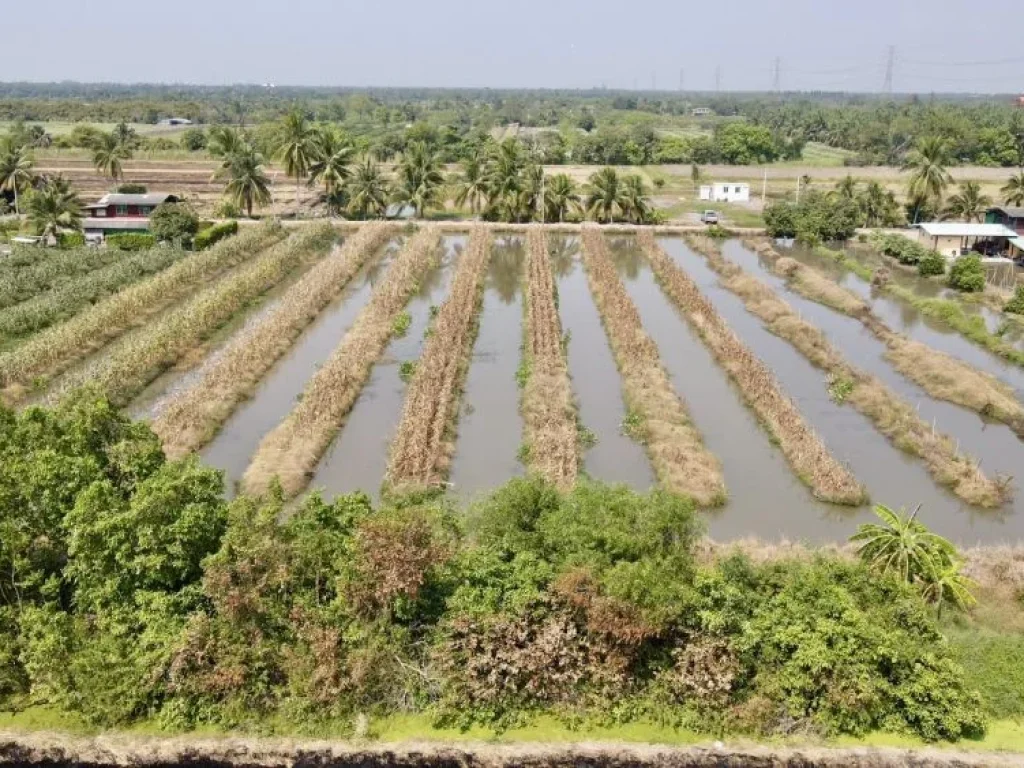 ขายที่ดินบึงบา 4 ไร่ คลอง9 ซอยขุนดี ใกล้เทศบาลหนองเสือและถนน