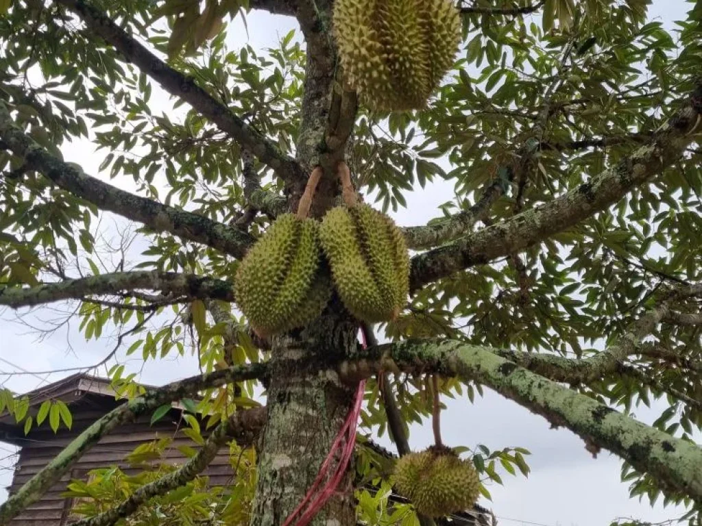 ขายที่ดินติดถนนพร้อมสวนทุเรียนเนื้อที่ 16-1-69 ไร่