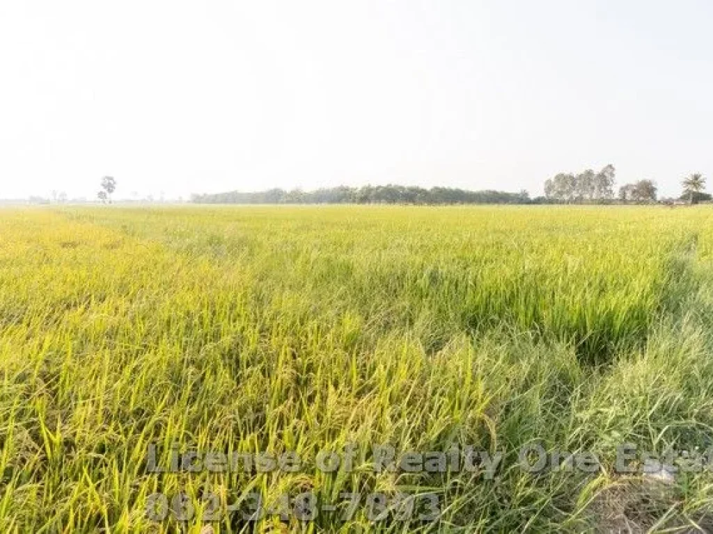 ขาย ที่ดิน ที่นา ตแสวงหา อแสวงหา จอ่างทอง ราคาถูก