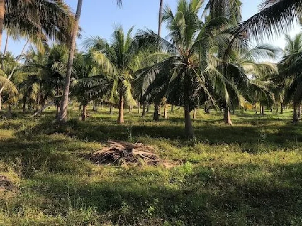 ขาย ที่ดินสวยใกล้ทะเล เหมาะสำหรับทำบ้านพักตากอากาศหรือรีสอร์ท