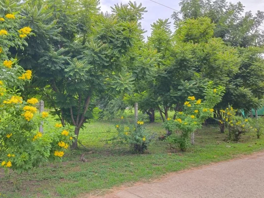 ขายที่ดินวิวภูเขา พร้อมสวนผลไม้ อากาศดีวิวธรรมชาติ