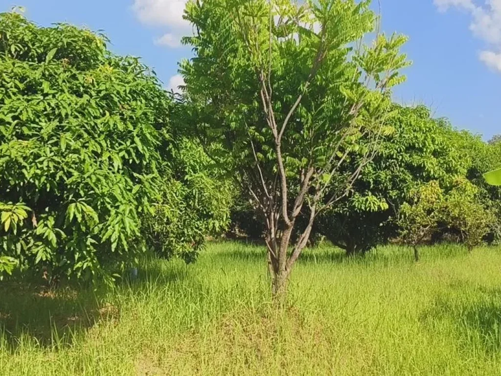 ขายที่ดินวิวภูเขา พร้อมสวนผลไม้ อากาศดีวิวธรรมชาติ