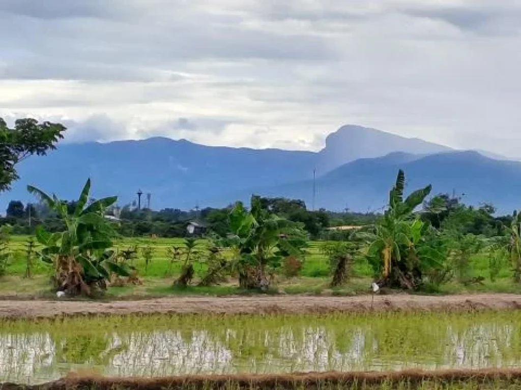 ขายสวนผสมบ่อปลา ไฟฟ้าน้ำประปาพร้อม วิวสวยเหมาะทำบ้านสวน