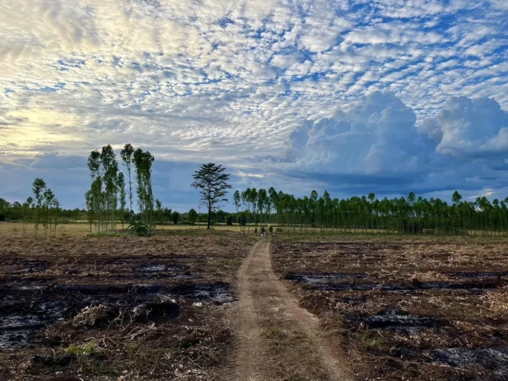 ขายที่ดินสีม่วงกบินทร์บุรีติดถนนลาดยาง 126 ไร่