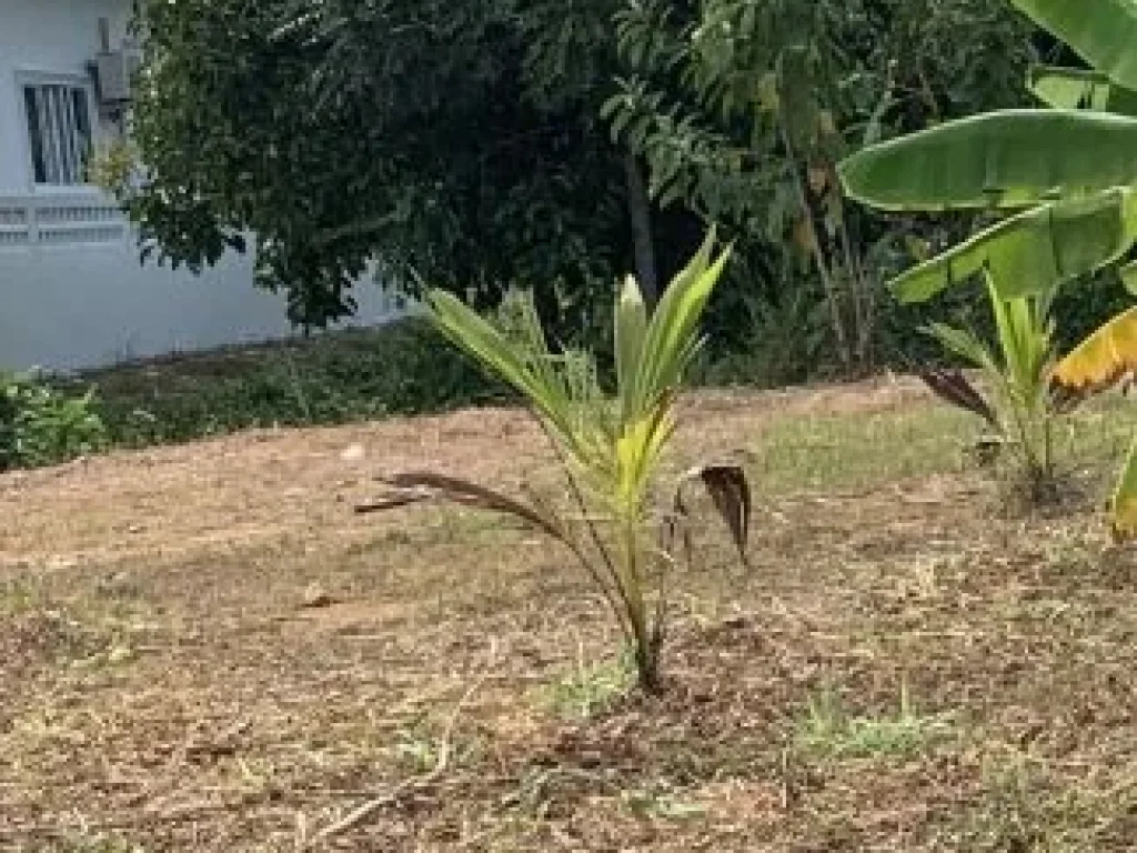 ขายที่ดินติดถนนใหญ่เส้นนาทวี-ประกอบ ท่าประดู่ นาทวี สงขลา