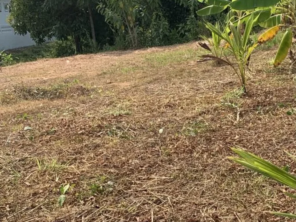 ขายที่ดินติดถนนใหญ่เส้นนาทวี-ประกอบ ท่าประดู่ นาทวี สงขลา