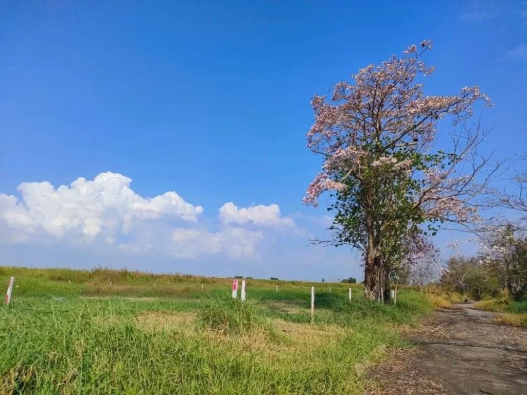 ขายที่ดินต่ำกว่าราคาประเมิณข้างสนามกอล์ฟเกียรติพิพัฒน์ธานีเด