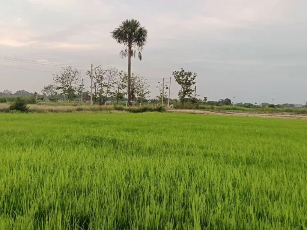 ขายที่ดินติดถนนคอนกรีต 200 ตรวบรรยากาศดีวิวทุ่งนา หนองดินแดง