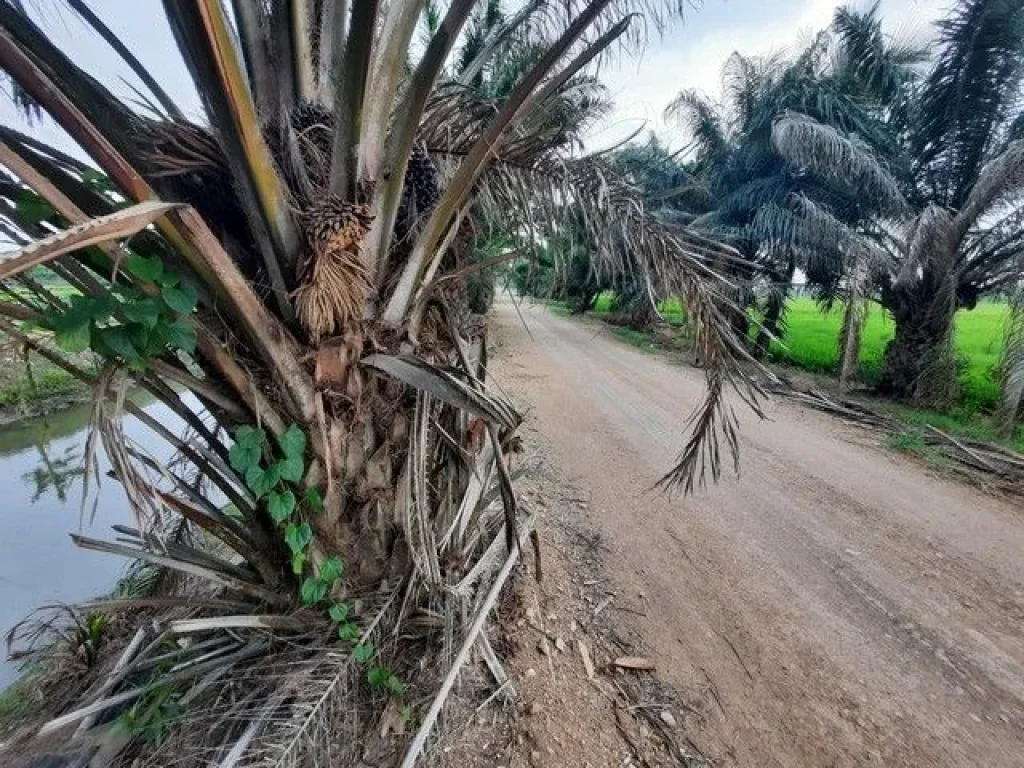 ขายที่ดินคลองเจ็ด ถนนเลียบคลองแอนเจ็ด อหนองเสือ จปทุมธานี