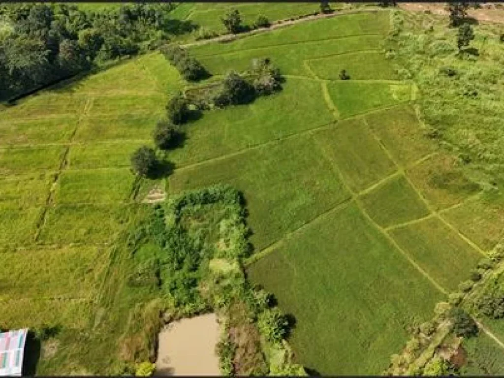 ขายที่โคกหนองนา หนองบัวลำภู พื้นที่สี่สิบไร่